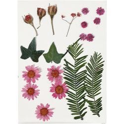 Fleurs et feuilles pressées