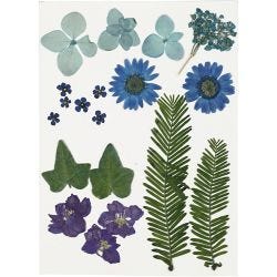 Fleurs et feuilles pressées