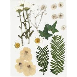 Fleurs et feuilles pressées