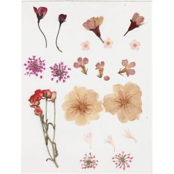 Fleurs et feuilles pressées
