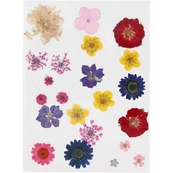 Fleurs et feuilles pressées