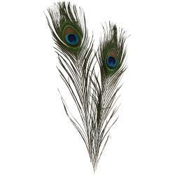 Plumes de paon, L : 25-30 cm, 10pièces/ 1 Pq.