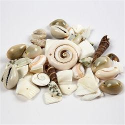 Coquillages de plage