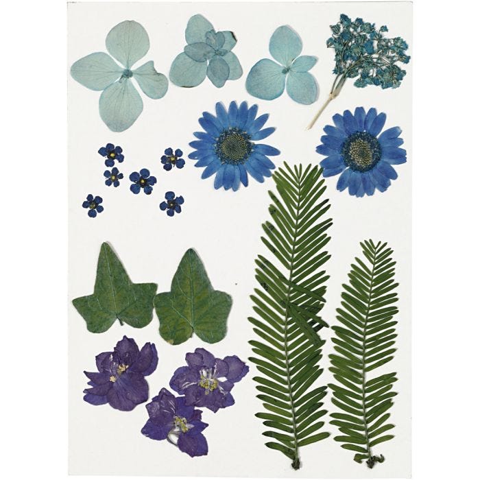 Fleurs et feuilles pressées, bleu, 1 Pq.