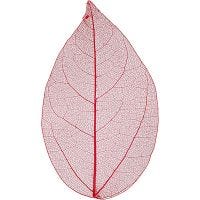 Squelettes de feuilles, L: 6-8 cm, rouge, 20 pièce/ 1 Pq.