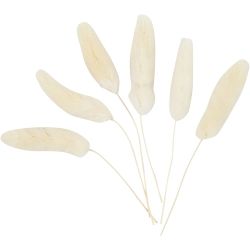 Plante 'queue-de-lièvre'