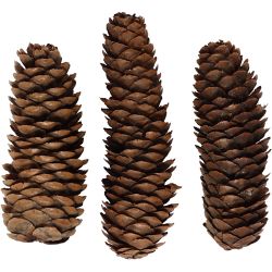 Pommes de pin allongées