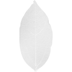 Squelettes de feuilles