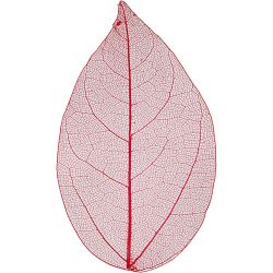 Squelettes de feuilles