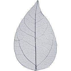 Squelettes de feuilles