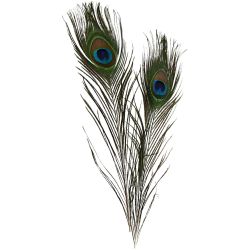Plumes de paon